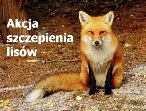 Komunikat Małopolskiego Wojewódzkiego Lekarza Weterynarii w Krakowie o ochronnym szczepieniu lisów