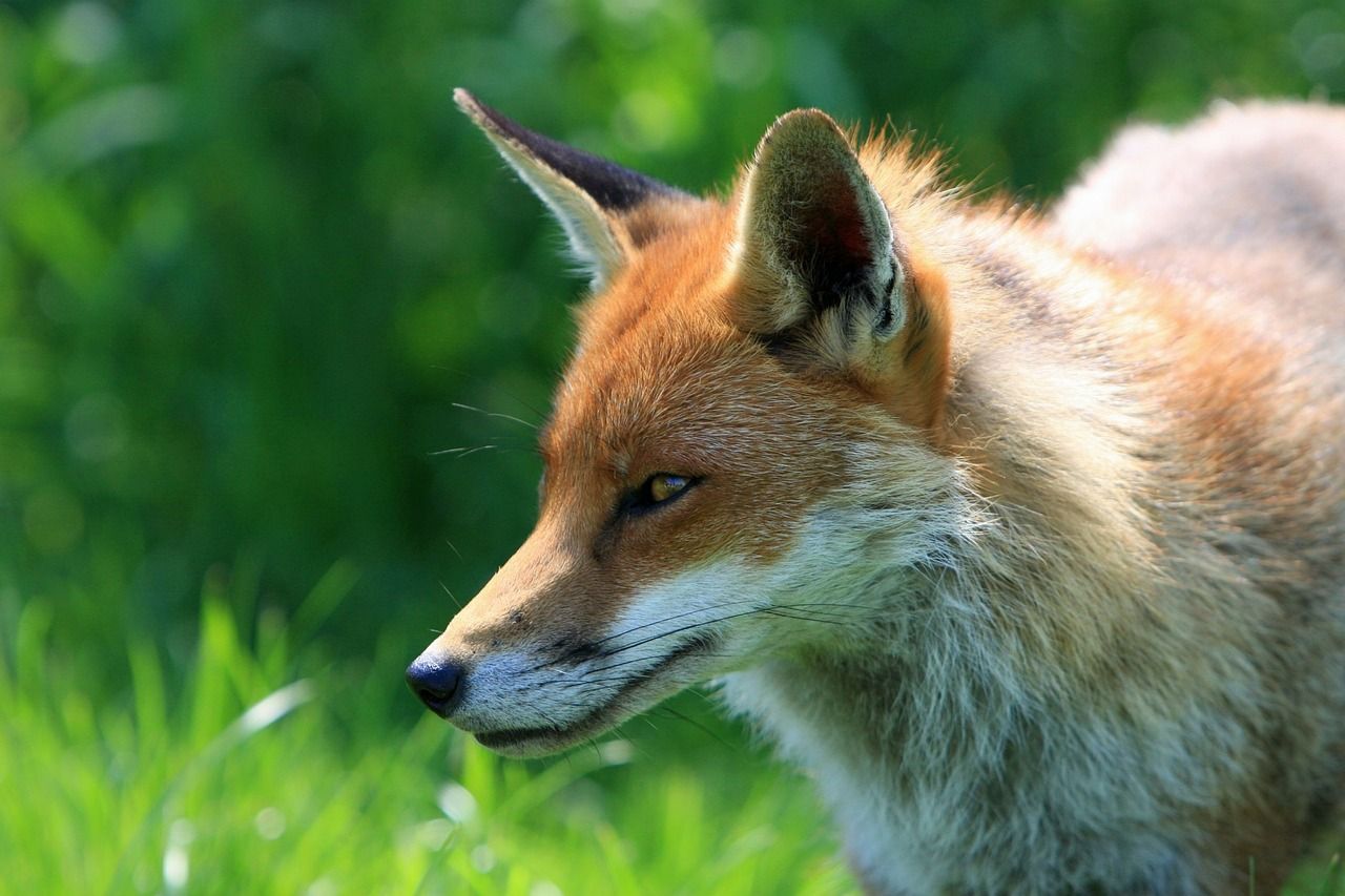 Komunikat Małopolskiego Wojewódzkiego Lekarza Weterynarii