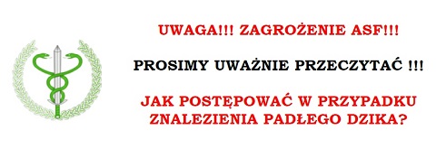 Jak postępować w przypadku znalezienia padłego dzika?