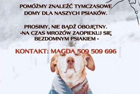 Schronisko dla bezdomnych zwierząt prosi o tymczasowe adopcje