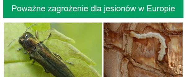 Ostrzeżenie Wojewódzkiego Inspektora Ochrony Roślin i Nasiennictwa w Krakowie