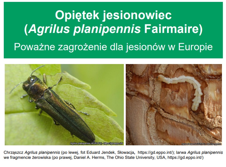 Ostrzeżenie Wojewódzkiego Inspektora Ochrony Roślin i Nasiennictwa w Krakowie