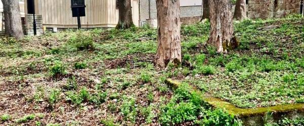 Rozwój Parku Zdrojowego w Krynicy-Zdroju poprzez zwiększenie dostępności i bioróżnorodności – etap II „Polana Dietlówka”